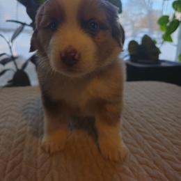 Kodiak (Greenboy) - Red merle male Miniature American Shepherd puppy in Griswold, Connecticut from Flatrock's Mini American Shepherd's