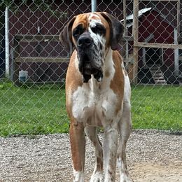 Great Dane puppies from Port Bay Danes