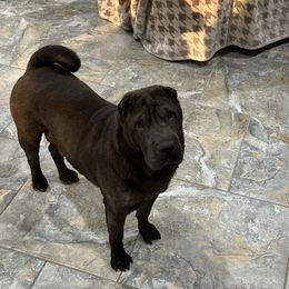 Rosie - Chinese Shar-Pei