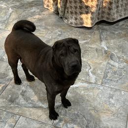 Rosie - Chinese Shar-Pei