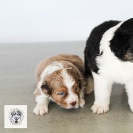 Miniature Australian Shepherd Puppies from Yarborough Kennels