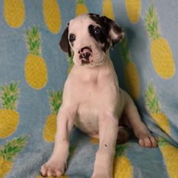 Harlequin piebald girl - Harlequin female Great Dane puppy in New Jersey from White Pine Acres K9