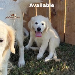 Black boy - Light golden male Golden Retriever puppy in Knoxville, Tennessee from Autumn Lane Goldens