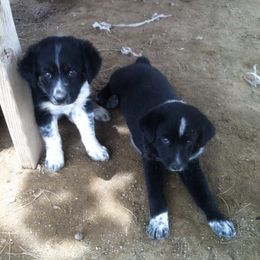 Australian Shepherds from Swingin W Australian Shepherds