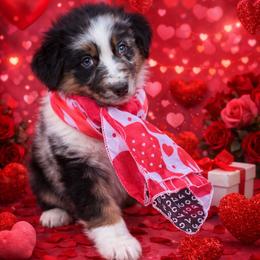 Romeo - Blue merle male Australian Shepherd puppy in Harrah, Oklahoma from Kamm's Aussies