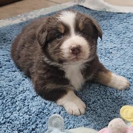 Red Tri Girl 2 - Red tri-color female Australian Shepherd puppy in Wauneta, Nebraska from 4H Aussies