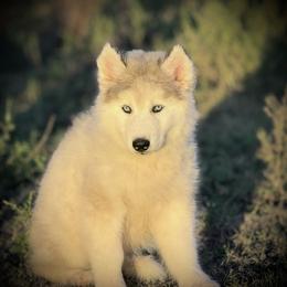 Pomsky and Siberian Husky Puppies from A-Dream Pomsky Kennel
