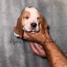 Aria - Red and white female Basset Hound puppy in Conway, Missouri from Ozark Mountain Kennel