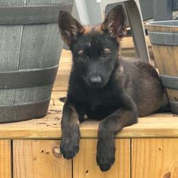 Orange girl - Sable female German Shepherd puppy in Clarkrange, Tennessee from Vom Wolff