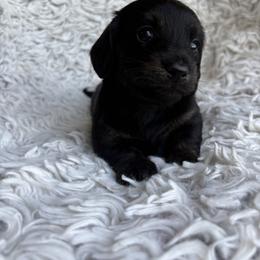 Dachshund Puppies from Okie Dokie Doxie