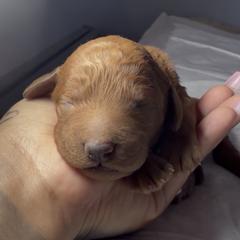 Female 3 - Apricot female Poodle puppy in Jurupa Valley, California from gucci_bentleys_goldendoodles