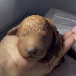 Female 3 - Apricot female Poodle puppy in Jurupa Valley, California from gucci_bentleys_goldendoodles