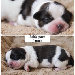 Jolie - Brown and white female Shichon puppy in Pennsylvania from Manor Hills Shih Tzus