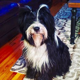 Tibetan Terrier All Grown Up from Kham Ra Tibetans