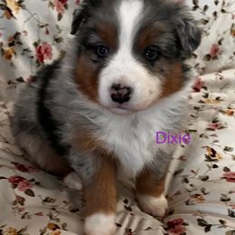 Dixie - Blue merle female Australian Shepherd puppy in Lebanon, Oregon from Mt. Hope Aussies