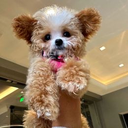 Soufflé - Apricot female Maltipoo puppy in Sugar Land, Texas from Celebrity Maltipoos