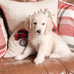 Golden Retriever Puppies from Goldens of Hope