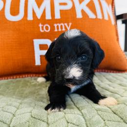 Bessie - Black female Goldendoodle puppy in Auburn, Indiana from Martin’s Doodles
