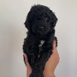 Goldendoodle and Poodle Puppies from Luxipawspoodlesanddoodles