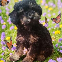 Boy - Phantom male Poodle puppy in Louisiana from Mias Bayou Puppies, LLC