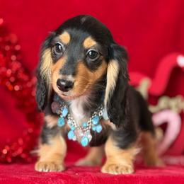Bristol - Black and tan female Dachshund puppy in Lincoln, Arkansas from Red Dirt Dachshunds