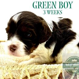 Green Boy - Tri-color male Cavapoo puppy in Travelers Rest, South Carolina from Bailey Mountain Doodles