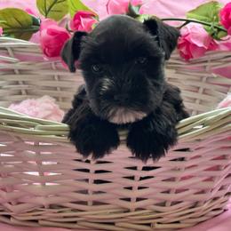 Jazz - Black female Miniature Schnauzer puppy in Liberty, Texas from Texas Small Town Schnauzers