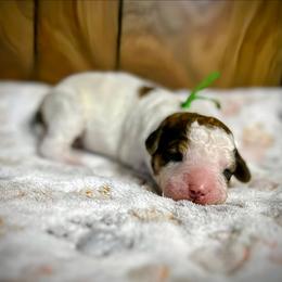 Teddy - Parti male Goldendoodle puppy in Pittsburg, Texas from Grace Springs Goldendoodles