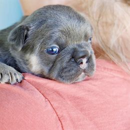 French Bulldog Puppies from GBPGENETICS