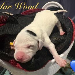 Cedarwood - White and black male Dalmatian puppy in Des Moines, Iowa from Spot Splattered Dalmatians