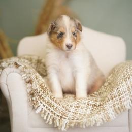 Marquis - Blue merle white and tan male Collie puppy in Blacksburg, Virginia from Blackberry Hills Cattle dogs and Collies