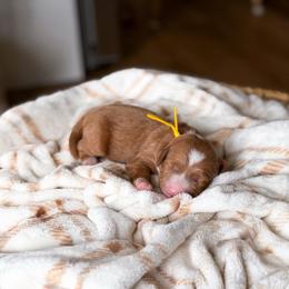 Jack - Apricot male Goldendoodle puppy in Southeast Arcadia, Florida from Desoto Doodles