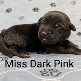 Ms. Dark Pink - Black female Labrador Retriever puppy in Lebanon, Pennsylvania from Robertson's Retrievers and Doodles