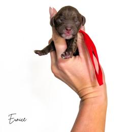 Eunice - Chocolate female Cavapoo puppy in Wamego, Kansas from Doodles of Oz