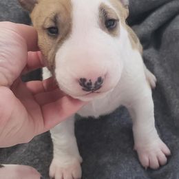 Bull Terriers and Miniature Bull Terriers from St George BTs and Omega MBTs