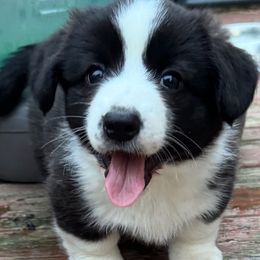 Castle's Genesee - Brindle and white female Cardigan Welsh Corgi puppy in Amsterdam, New York from Castle Cardigan Welsh Corgis