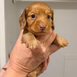 Chandler - Dapple male Dachshund puppy in Sterling, Colorado from Country Chics Doxies