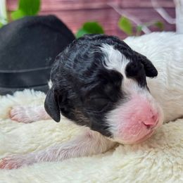 Patsy Cline - Phantom female Poodle puppy in Middlebourne, West Virginia from El Silencio Standard Poodles