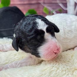 Patsy Cline - Phantom female Poodle puppy in Middlebourne, West Virginia from El Silencio Standard Poodles