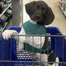 German Shorthaired Pointer Puppies from TTR GSP TopDog Kennels