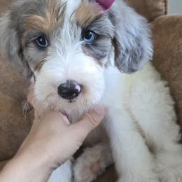 Bernedoodle and Goldendoodle Puppies from Ivey's Poodles & Doodles