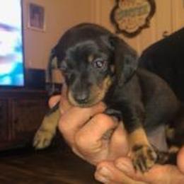 Dachshund Puppies from Carter's Dachshunds