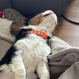 Orange Puppy - Tri-color male Cavalier King Charles Spaniel puppy in University Place, Washington from Crosby's Cavaliers