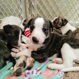 Akita and Whippet Puppies from Crossway Akitas & Whippets