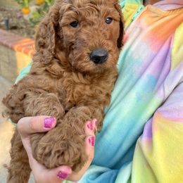 Goldendoodle Puppies from Violet’s Doodles