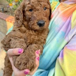 Goldendoodle Puppies from Violet’s Doodles