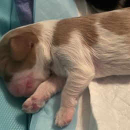 Girl 4 - Cavalier King Charles Spaniel puppy from Mia Loves Kingston Cavaliers