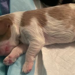 Girl 4 - Cavalier King Charles Spaniel puppy from Mia Loves Kingston Cavaliers