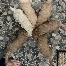 Goldendoodle Puppies from Salty River Doodles