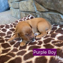 Purple Boy - Dark golden male Golden Retriever puppy in Elk River, Minnesota from Meadow Creek Goldens